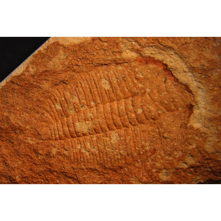 Xystridura templetonensis - Middle Cambrian - Mt Isa. Queensland - AUSTRALIA