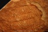 Xystridura templetonensis - Middle Cambrian - Mt Isa. Queensland - AUSTRALIA