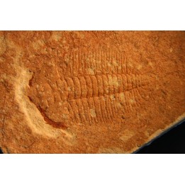Xystridura templetonensis - Middle Cambrian - Mt Isa. Queensland - AUSTRALIA
