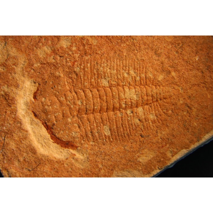 Xystridura templetonensis - Middle Cambrian - Mt Isa. Queensland - AUSTRALIA