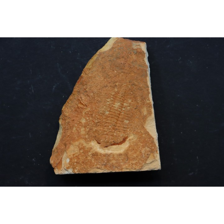 Xystridura templetonensis - Middle Cambrian - Mt Isa. Queensland - AUSTRALIA