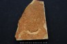 Xystridura templetonensis - Middle Cambrian - Mt Isa. Queensland - AUSTRALIA