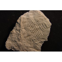 Xystridura templetonensis - Middle Cambrian - Mt Isa. Queensland - AUSTRALIA