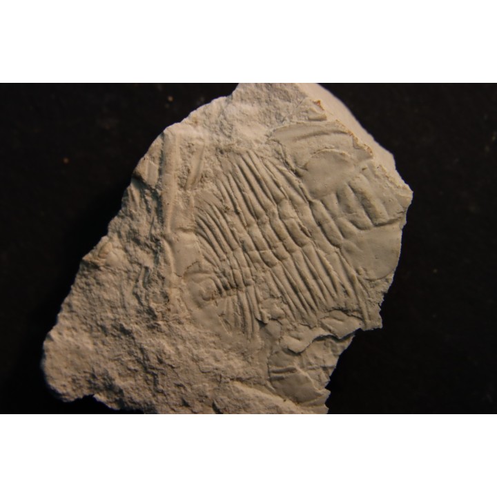 Xystridura templetonensis - Middle Cambrian - Mt Isa. Queensland - AUSTRALIA