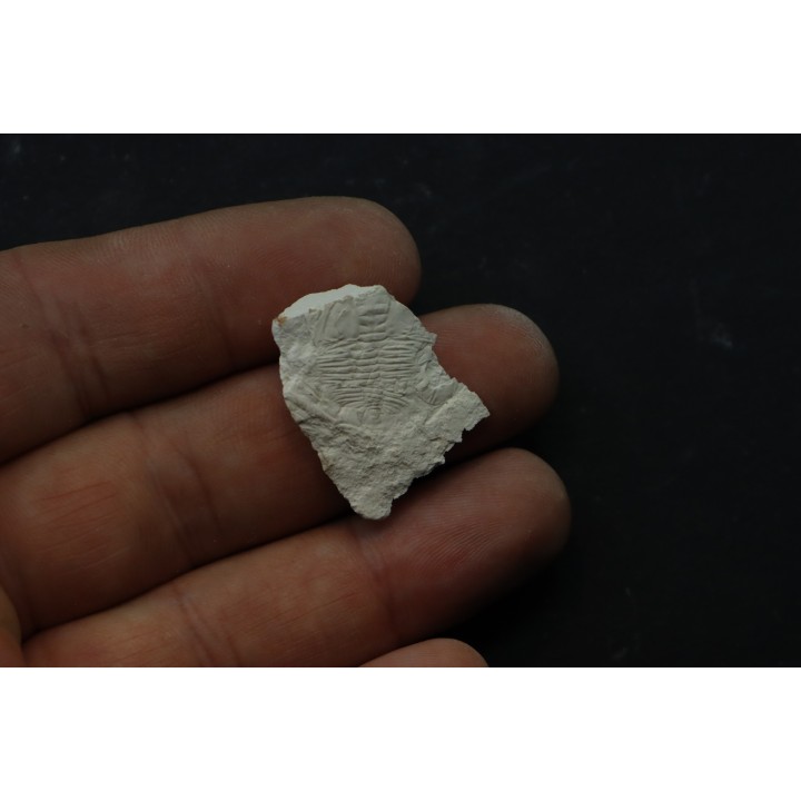 Xystridura templetonensis - Middle Cambrian - Mt Isa. Queensland - AUSTRALIA