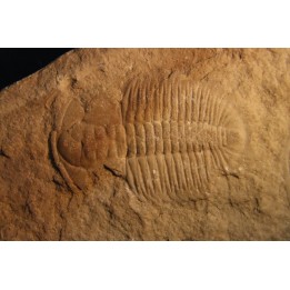 Xystridura Saint-Smithi - Middle Cambrian - Mt Isa. Queensland - AUSTRALIA