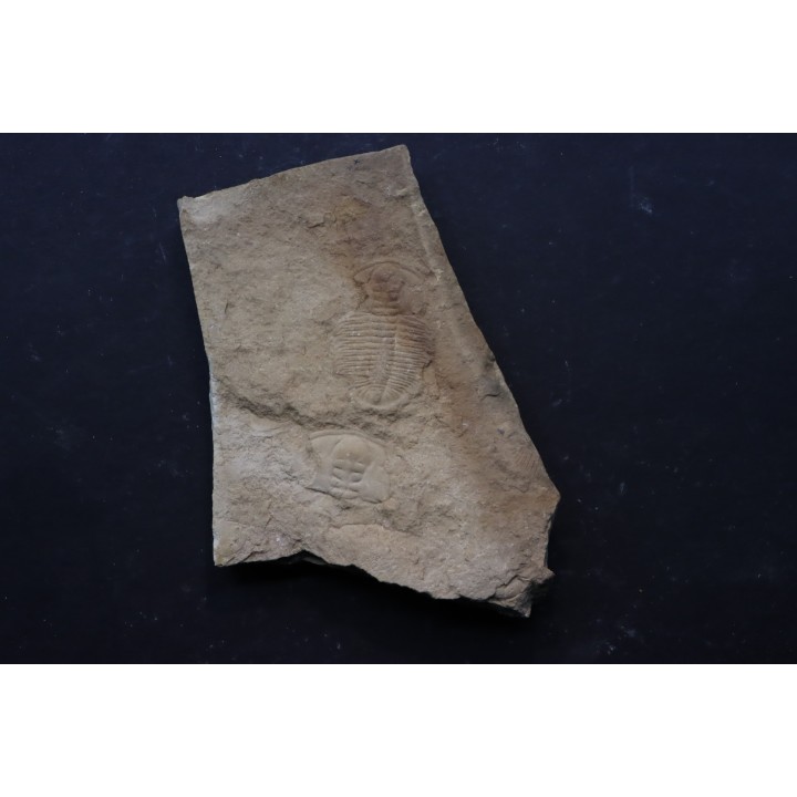 Xystridura Saint-Smithi - Middle Cambrian - Mt Isa. Queensland - AUSTRALIA