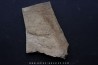 Xystridura Saint-Smithi - Middle Cambrian - Mt Isa. Queensland - AUSTRALIA