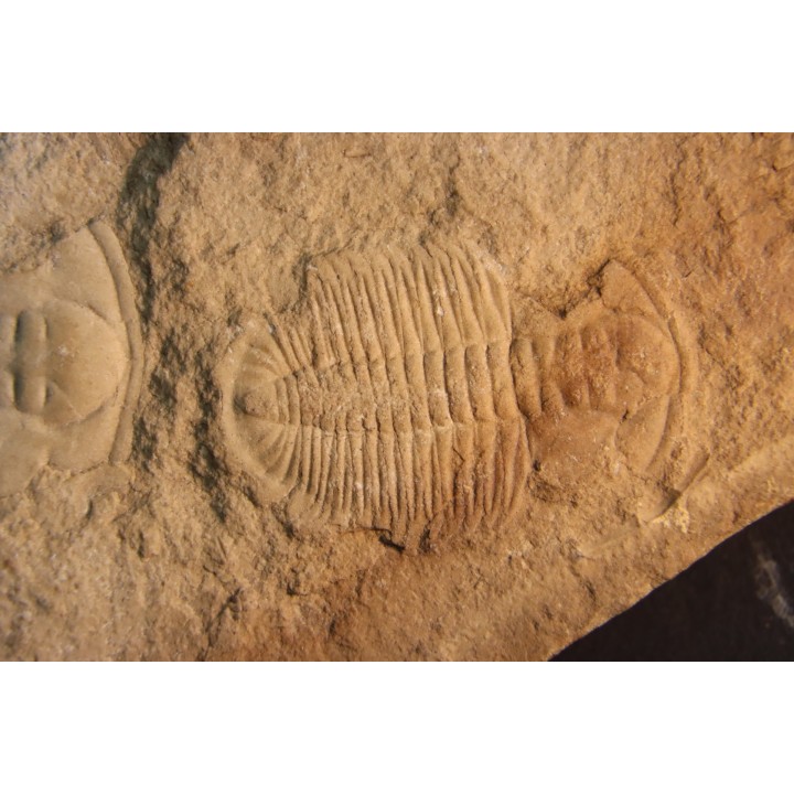 Xystridura Saint-Smithi - Middle Cambrian - Mt Isa. Queensland - AUSTRALIA