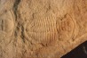 Xystridura Saint-Smithi - Middle Cambrian - Mt Isa. Queensland - AUSTRALIA