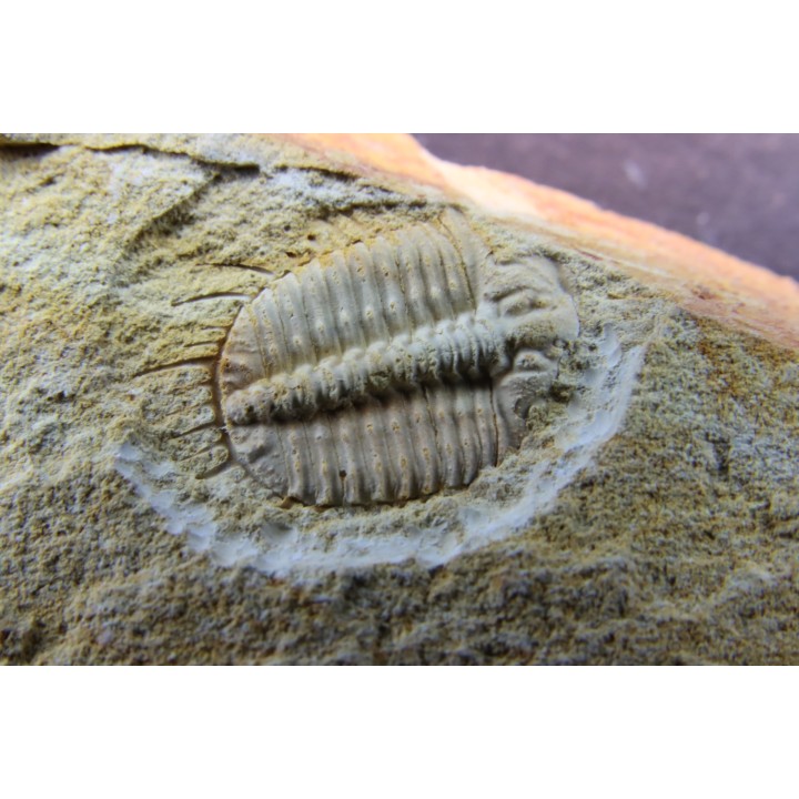 Ondontopleura (Sinespinaspis) markhami - silurian - Forbes. NSW. Austarlia