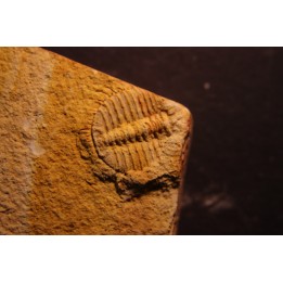 Ondontopleura (Sinespinaspis) markhami - silurian - Forbes. NSW. Austarlia