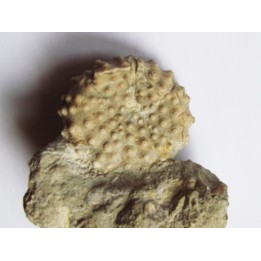 oursin ACROCIDARIS sp.
