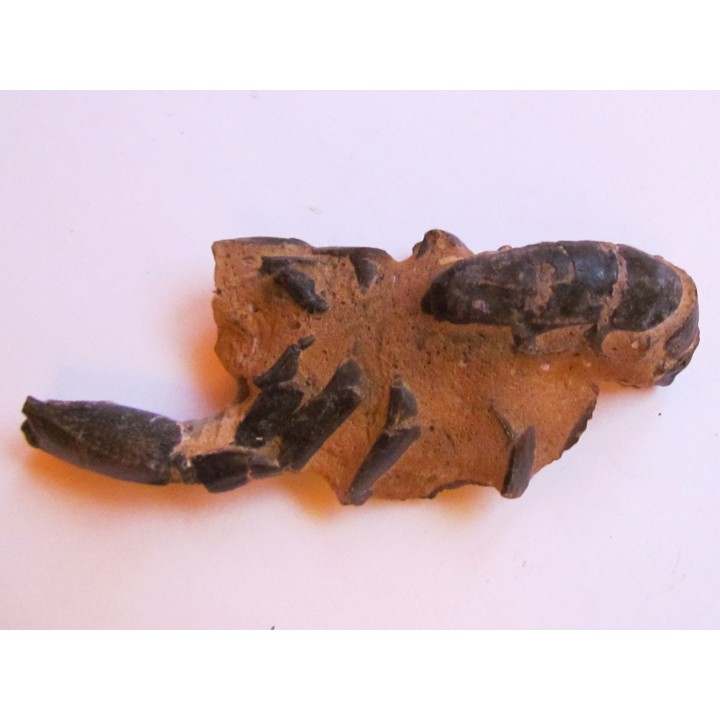THALASSINA ANOMALA (2)