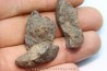 set of 3 METEORITES Ordinary chondrite NWA