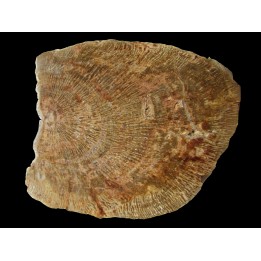 belle tranche de bois fossile silicifié (1)