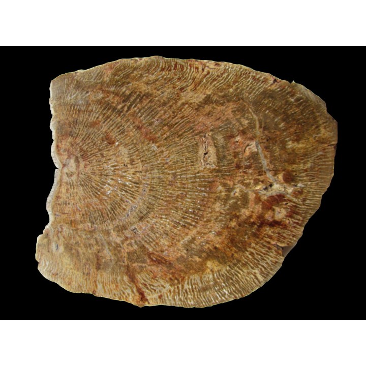 belle tranche de bois fossile silicifié (1)