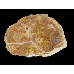 belle tranche de bois fossile silicifié (3)