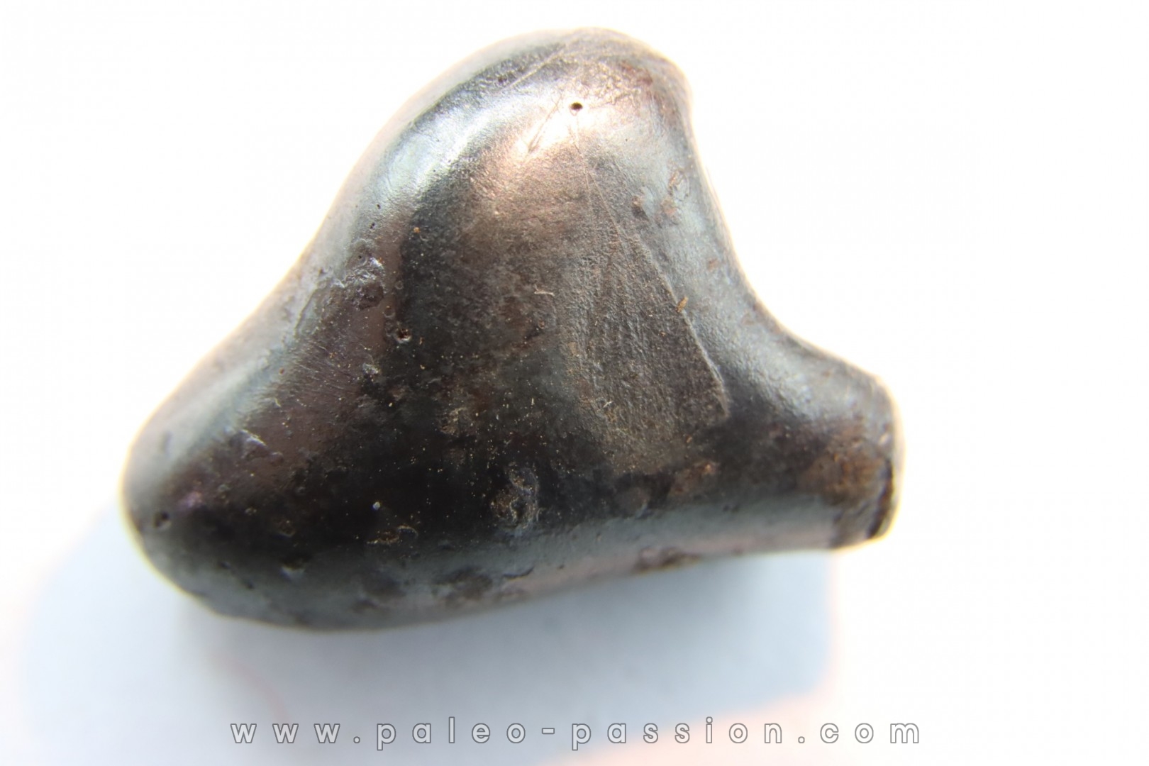 METEORITE SIDERITE SIKHOTE ALIN (7)