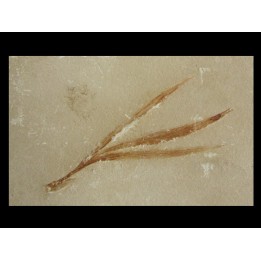 SAPINDOPSIS ANHOURYI
