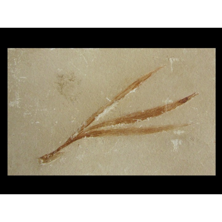 SAPINDOPSIS ANHOURYI