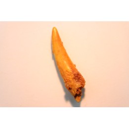 Pterosaur tooth: Siroccopteryx moroccensis