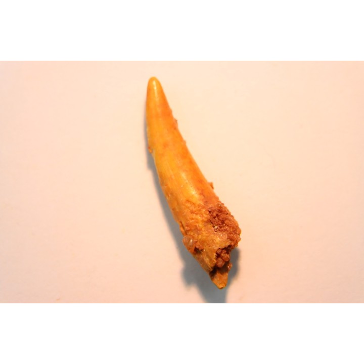 Pterosaur tooth: Siroccopteryx moroccensis