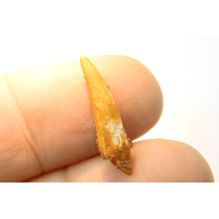 Pterosaur tooth: Siroccopteryx moroccensis