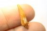 Pterosaur tooth: Siroccopteryx moroccensis