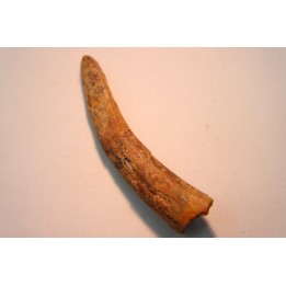 Pterosaur tooth: Siroccopteryx moroccensis