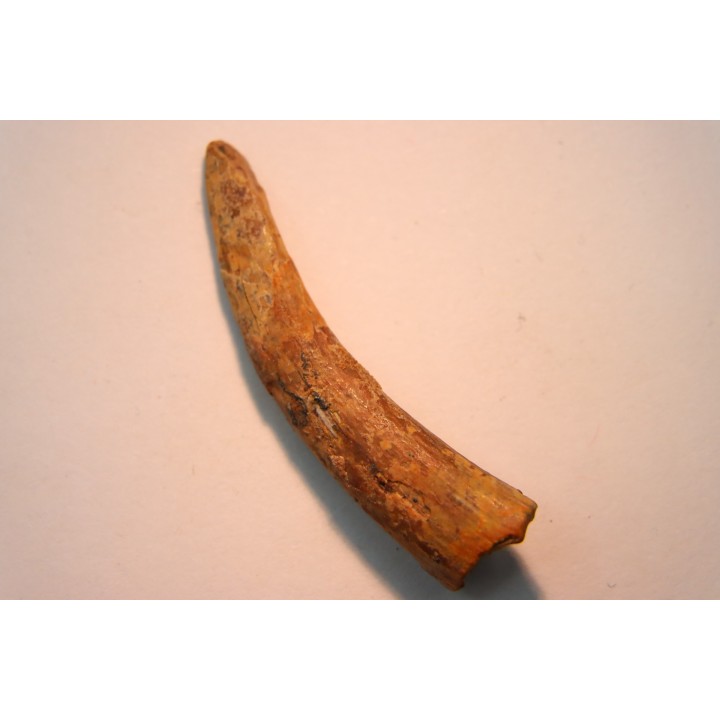 Pterosaur tooth: Siroccopteryx moroccensis