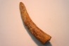 Pterosaur tooth: Siroccopteryx moroccensis