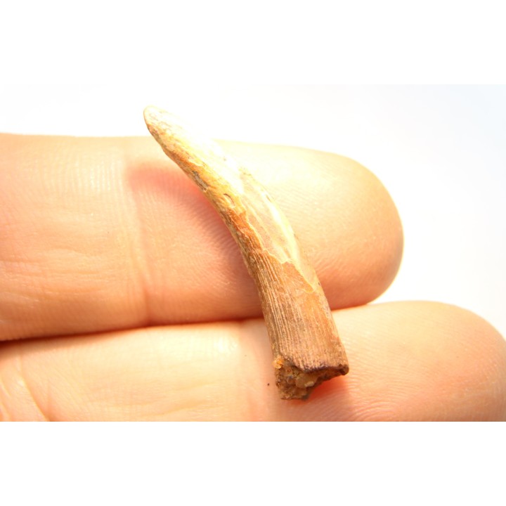 Pterosaur tooth: Siroccopteryx moroccensis