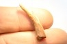 Pterosaur tooth: Siroccopteryx moroccensis