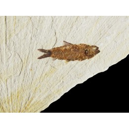 poisson fossile KNIGHTIA EOCAENA