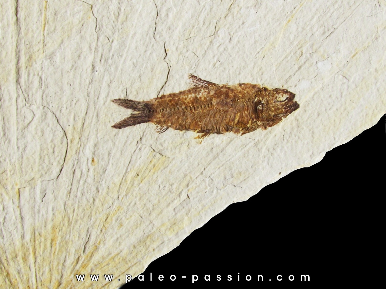 fish: KNIGHTIA EOCAENA (1)
