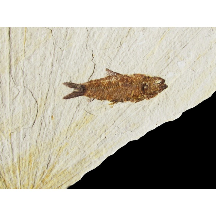 poisson fossile KNIGHTIA EOCAENA