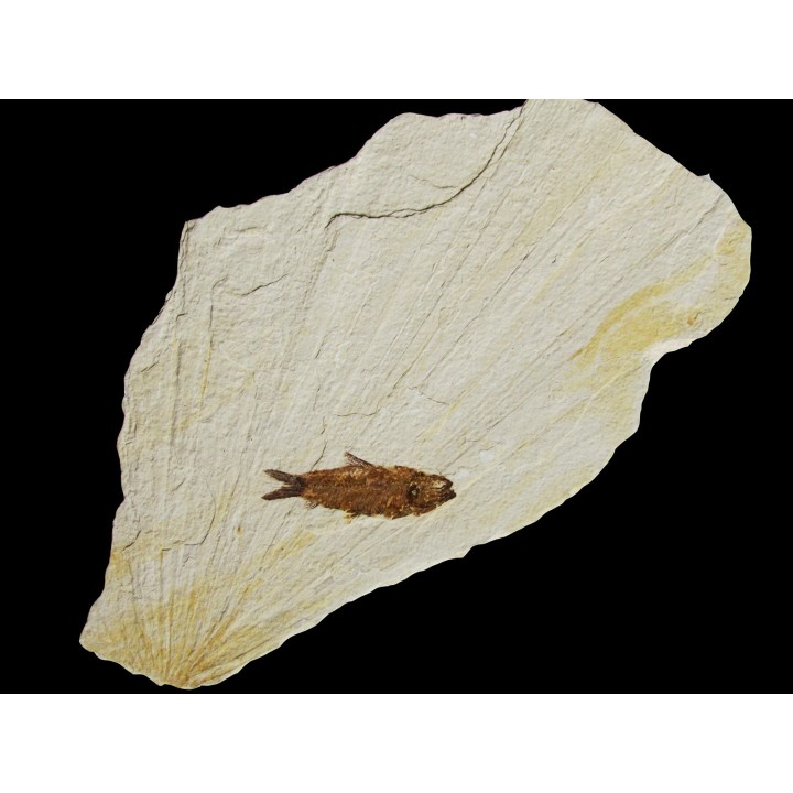 poisson fossile KNIGHTIA EOCAENA
