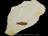 fish: KNIGHTIA EOCAENA (1)