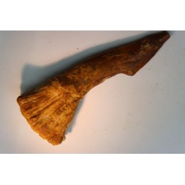 dent d' ONCHOPRISTIS NUMIDUS