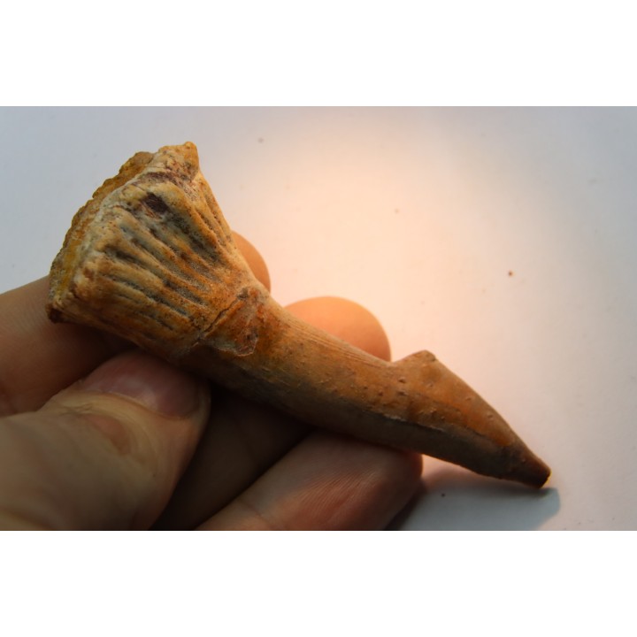 dent d' ONCHOPRISTIS NUMIDUS