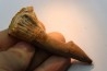 dent d' ONCHOPRISTIS NUMIDUS