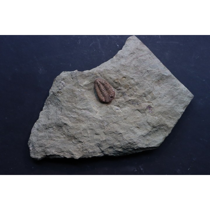 Ormathops cf. clariondi