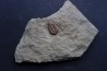 Ormathops cf. clariondi