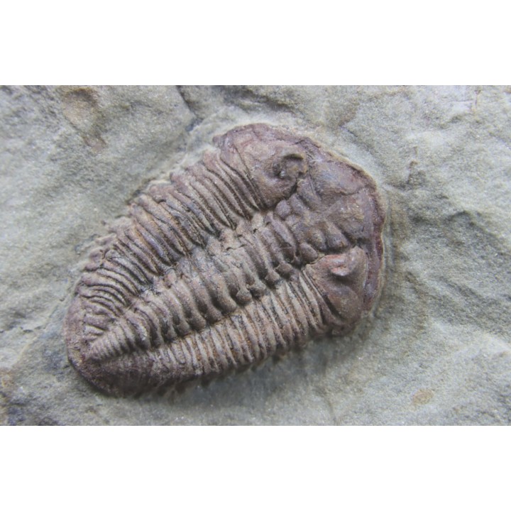 Ormathops cf. clariondi