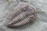 Ormathops cf. clariondi