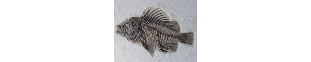 Poissons fossiles