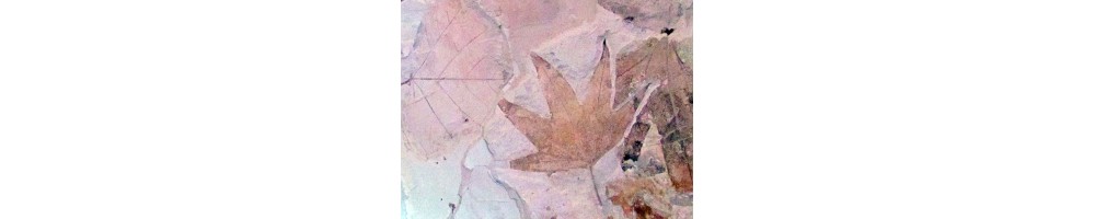 feuilles
