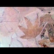 Feuilles