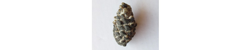 fruits
